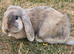 Two Beautiful Female Bunnies Looking for a Loving New Home