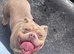 Pocket bully male 3 years old