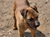 Border Terrier bitches, 3 years old.
