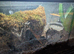 Phyllobates vittatus dart frogs with enclosure