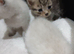 4 beautiful kittens rare white kittens ( lynx point kittens)