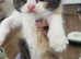 Cute persian kittens  ️