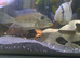 Geophagus Jurupari