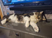 Beautiful white Maine coon kittens