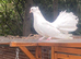 Young fantails