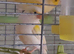 Canary female 2025