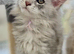 Pedigree Maine coons