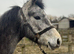3 year old connemara filly