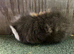 Swiss sows and young boars