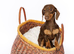 Experienced Choc & Tan Mini - KC Reg & DNA CLEAR