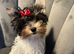 Teacup Yorkshire terrier biewer 3 colours