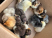 Fertile hatching eggs