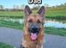 Beautiful Plush Coated German Shepherd Puppies