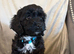 F1 cockapoo 3 black boys