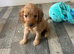 F1cockapoo very playful