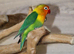 Baby Love birds available,17