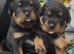 Kc Registered Rottwiler puppies
