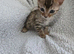 2 left beautiful bengal kitten looking for forever home