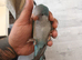 Silly tame quaker parrot baby