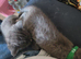 Russian blue x kittens