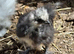 Silkie Bantams