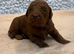 Sunning littler of Australian Double Doodles from Health screened parents