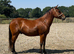 Registered newforest 4 year old gelding