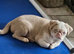 Beautiful Pink Pug puppies for sale