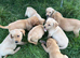 Labrador puppies