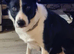 Border collie dog 18months old.