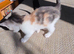 Beautiful Bengal Cross Kittens – Tabby, Calico & Ginger – Ready Soon