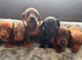 Miniature Dachshund
