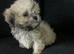 Adorable Fluffy Lhasa Apso Puppies For Sale