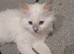 5 pure bred ragdolls