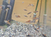 40 Swordtails ready to go