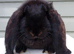 Baby French Lop - Ready Now