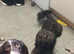 Springer x cockapoo