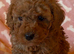Health tested cavapoo