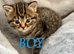 British short hair kittens