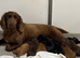 Cocker spaniel pups