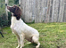 Springador Puppies