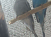 Pair budgies