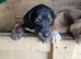 Lurcher Pups for Sale