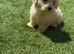 Beautiful 8 Week Old Cream Maltipoo Puppy – Leo