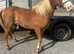 Welsh b filly