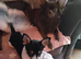 Chihuahuas