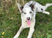 Border Collie Male