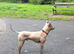Thai Ridgeback (NOT a mongrel)