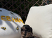 F2 cockapoo puppies