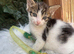 READY NOW TABBY AND WHITE MALE KITTEN